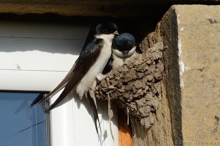 ENE-20120612-0240.jpg - [nl] Huiszwaluw ( Delichon urbica  | Waren Mill, Budle Bay, Northumberland, Engeland[en] House Martin ( Delichon urbica  | Waren Mill, Budle Bay, Northumberland, England